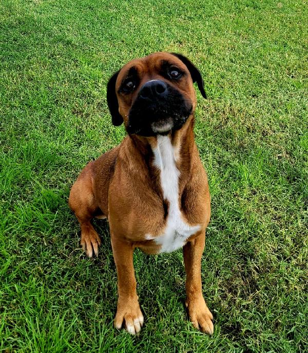 Caterina meravigliosa boxer Foto 4